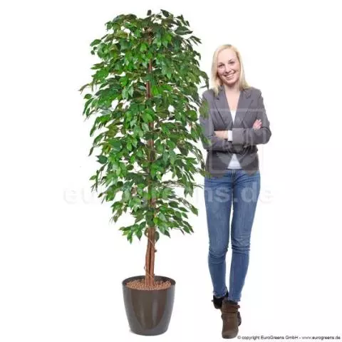 Kunstpflanze künstlicher Ficus Benjamini Birkenfeige 210cm