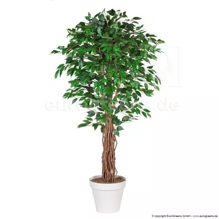 180, 190cm EuroGreens künstlicher Ficus 170, Kunstficus - /