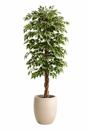 Künstlicher Baum Ficus Exotica 170-180 cm creme-grün – Panaschierter Naturstamm Kunstbaum