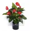 Kunstblume Grosse künstliche Anthurien Pflanze 90cm