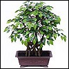 Bonsai - Tempelbaum