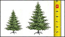 Weihnachtsbäume nach Größen