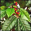Kaffeebäume