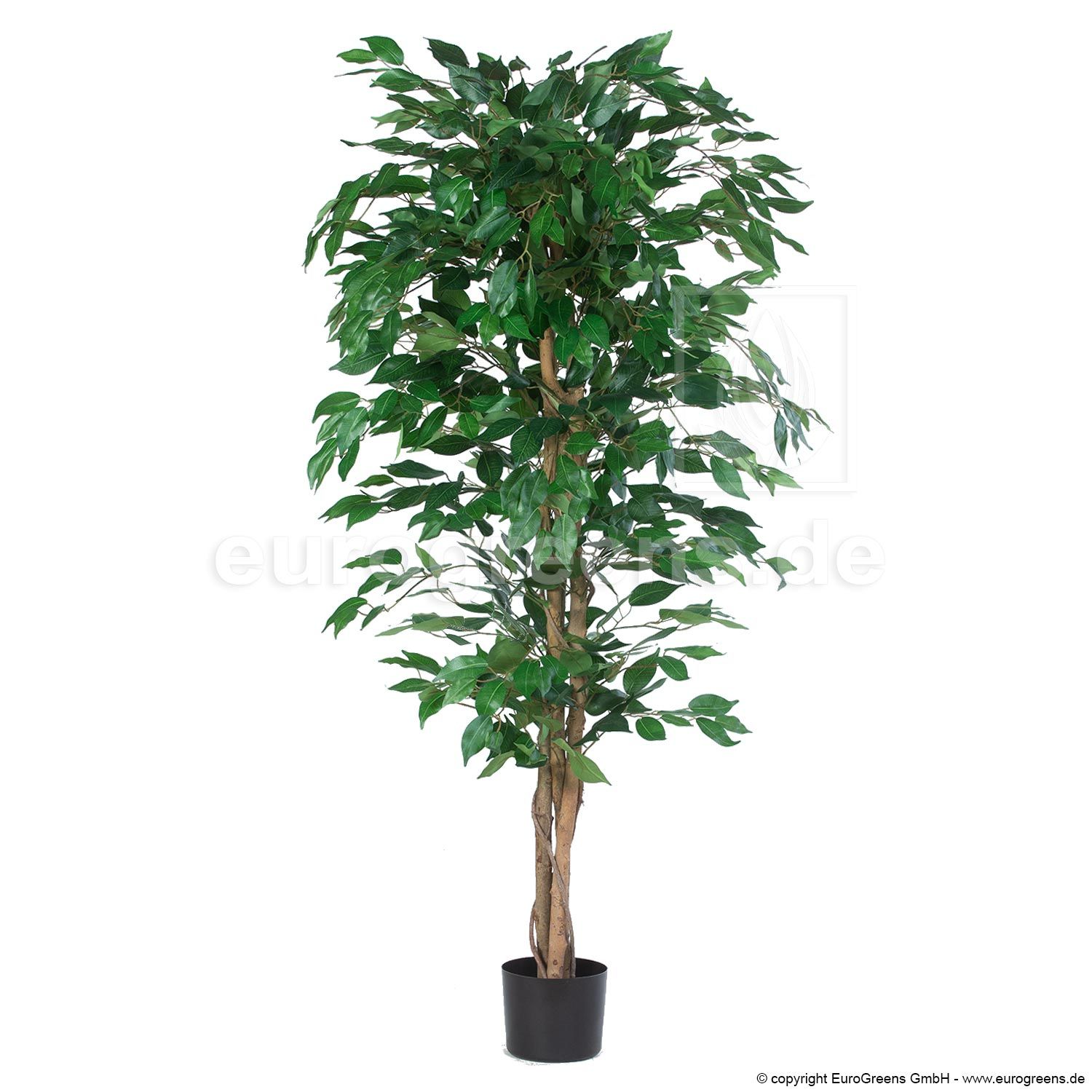 künstlicher Kunstpflanze: Benjamina kaufen Ficus 170-180cm