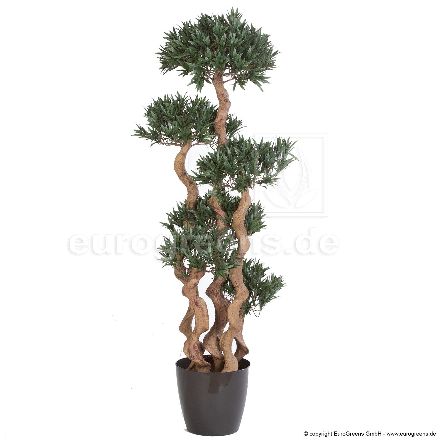 Crazy-Podocarpus Bonsai ca. 135cm