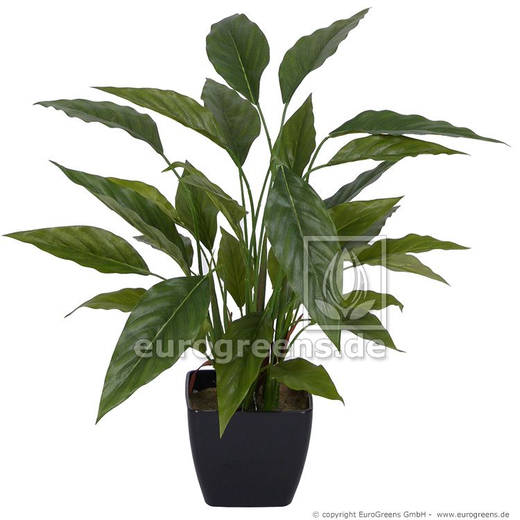 Spathiphyllum 50cm im Topf LM Kunstpflanzen künstliche Pflanzen 