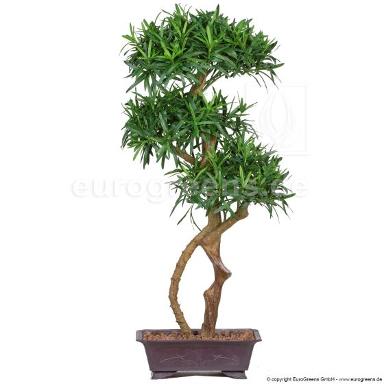 künstlicher Bonsai Tempelbaum Podocarpus De Luxe ca. 85cm Übertopf