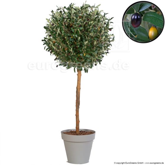 Kunstbaum künstlicher Oliven Kugelbaum 90cm im Übertopf Mitolivenfrüchten