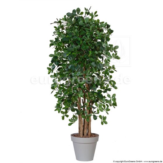 Kunstbaum Orientalischer Ficus 150 160cm Übertopf
