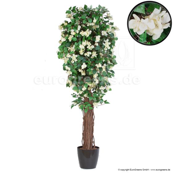 Kunstpflanze künstliche Bougainvillea weiß creme blühend 170cm Übertopf