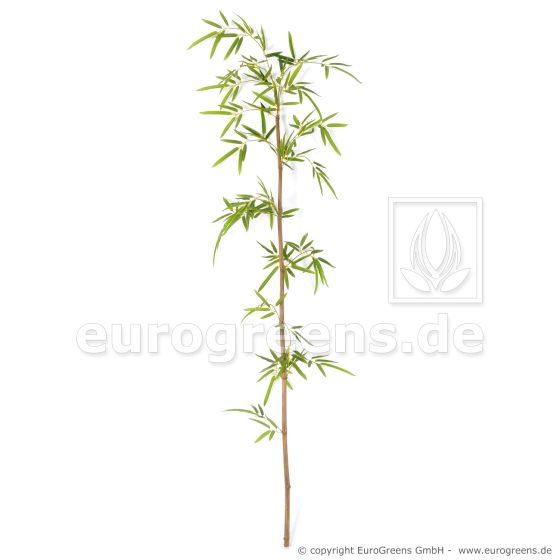 Naturstamm Japan Bambus Stab mit Blättern ca. 150cm