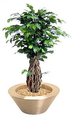 Ficus-Liana Bonsai   ca. 100cm getopft (Schale nicht im Lieferumfang)