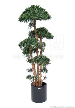 Kunstpflanze Tempelbaum-Podocarpus ca.180cm