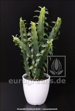 künstliche Euphorbia 40cm