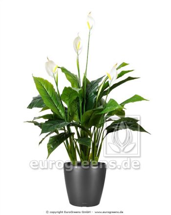 Spathiphyllum Pflanze künstlich ca. 100cm