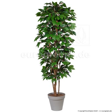 Kunstpflanze Kaffeebaum ca. 200-210cm