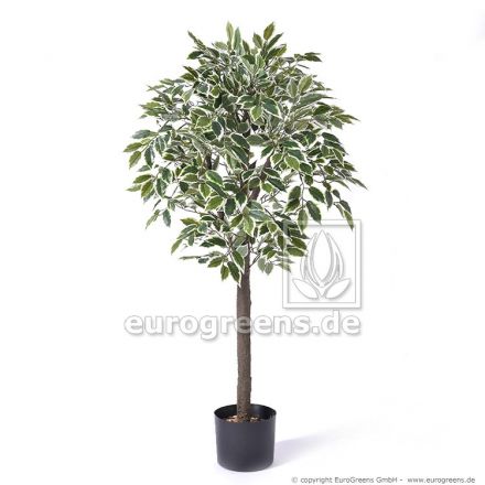 künstlicher Jade Ficus grün/creme ca. 90cm