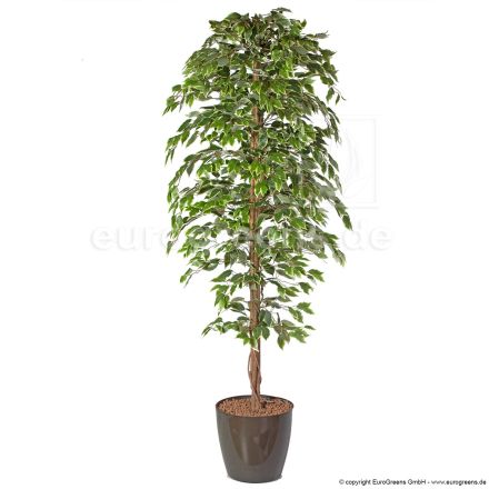 Kunstpflanze Ficus Exotica  grün weiss ca. 210cm