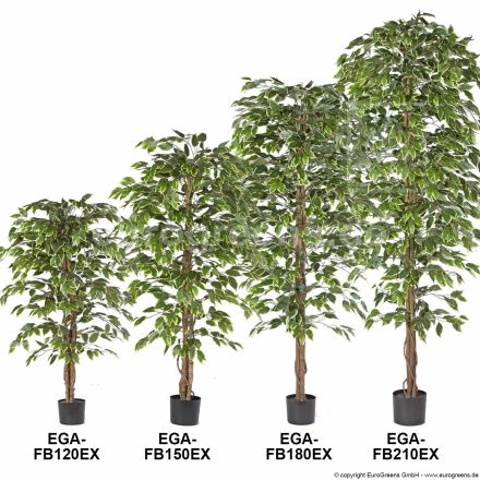 Kunstpflanze Ficus Exotica grün weiss ca. 180cm