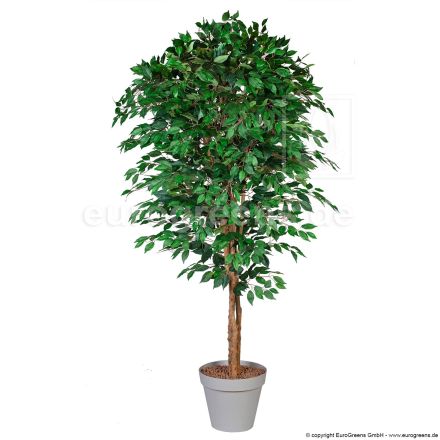 künstlicher Jade-Ficus ca. 190cm