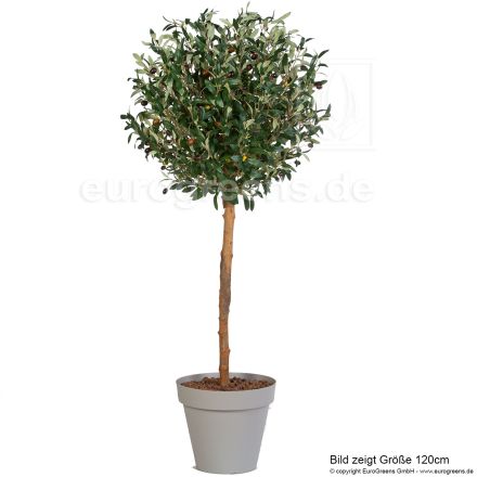 Oliven Kugelbaum mit Früchten ca. 90cm