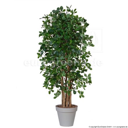 Kunstpflanze orientalischer Ficus ca. 150-160cm