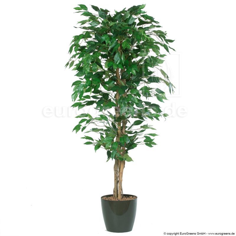 Kunstpflanze: künstlicher Ficus Benjamina 170-180cm kaufen | Kunstbäume