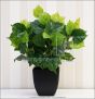 künstliche Cissus Pflanze ca. 35-40cm hoch (mit Einsteckstab/ ungetopft)
