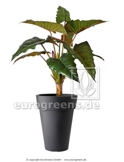 Kunstpflanze künstliche Alocasia 170cm