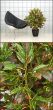Kunstpflanze künstlicher Croton 100 110cm Vorschau