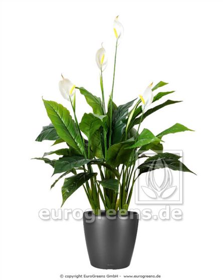 künstliche Spathiphyllum Pflanze 100cm