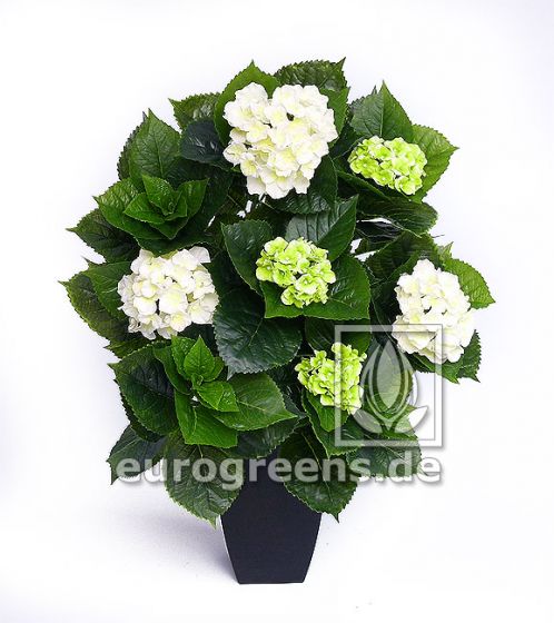 Hortensien Set Deluxe grün weiß. Blühend 70cm 1
