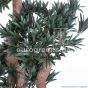 Crazy Podocarpus Kunstbonsai 135cm Blätter