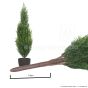 Einsteckstab künstliche Zypresse Thuja 65cm