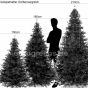 Grössenvergleich Weihnachtsbaum Oxburgh 150cm 180cm 210 cm