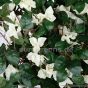 künstliche Bougainvillea Liana 120cm weiß. creme Blüten 1