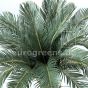 künstliche Cycas Palme ca. 90cm B