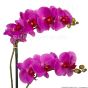 künstliche lila Blühende Orchidee mit Übertopf Blüten