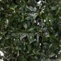künstliche Olivenbaum Pyramide De Luxe ca. 150cm Detail