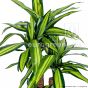 künstliche Yucca Palme 90cm Eg24 1018 1