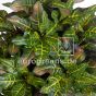 künstlicher Baum Croton 170cm Blattdetail