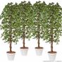 künstlicher Baum Ficus Exotica 170 180cm creme grün 4er Pack Halbrund
