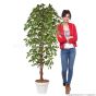 künstlicher Baum Ficus Exotica 170 180cm creme grün 4er Pack Mensch