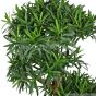 künstlicher Bonsai Tempelbaum Podocarpus De Luxe ca. 85cm Blätter