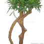 künstlicher Bonsai Tempelbaum Podocarpus De Luxe ca. 85cm Stamm