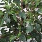 künstlicher Ficus Benjamini De Luxe 160 170cm 4