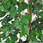 künstlicher Ficus Naturstamm 170 180cm 4er Pack Blatter