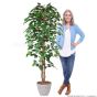 künstlicher Ficus Naturstamm 170 180cm 4er Pack Mensch