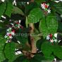 künstlicher Kaffeebaum 200 210cm Blüten Früchte Detail
