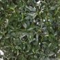 künstlicher Olivenbaum De Luxe mit Früchten ca. 115cm Detail